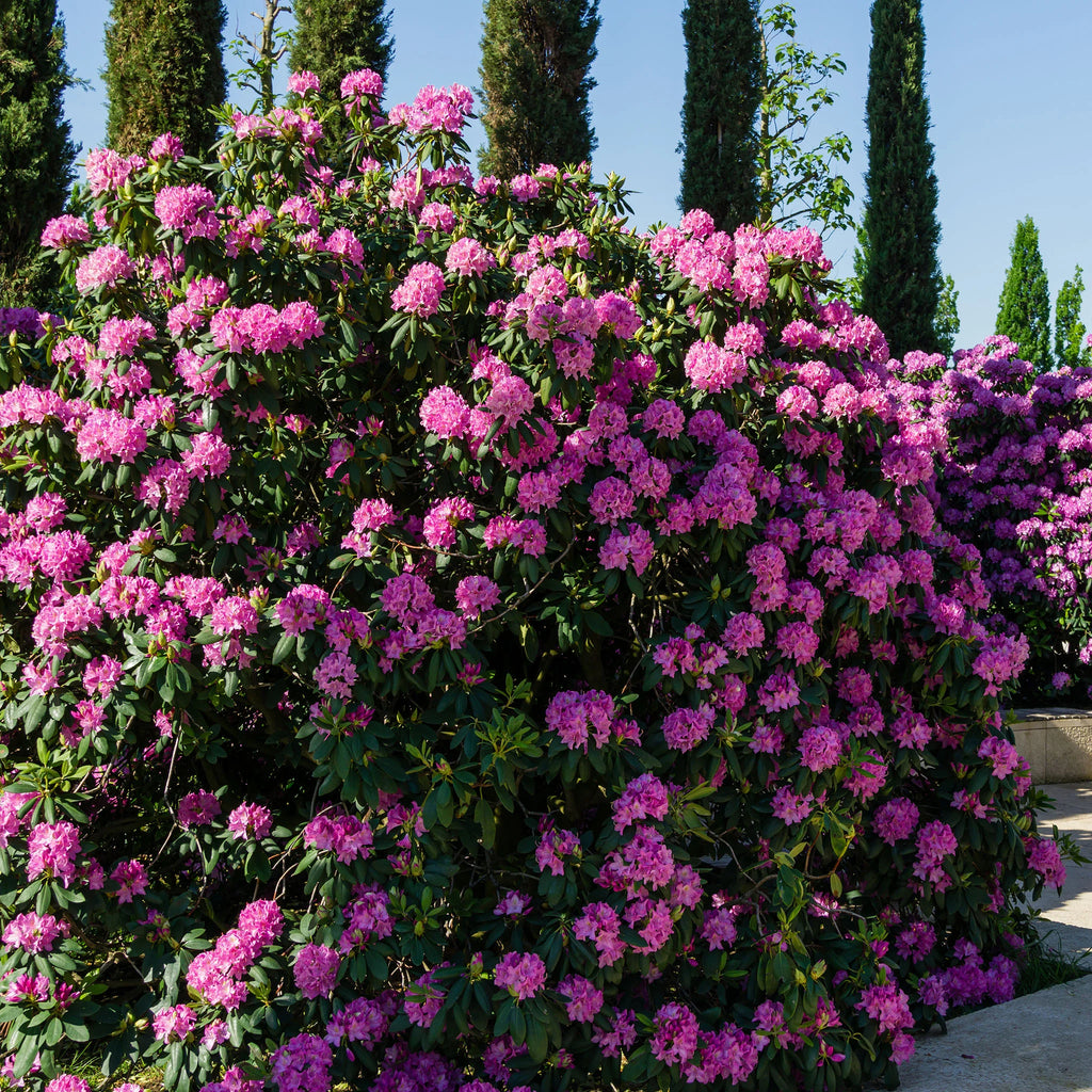 Rhododendron Roseum Elegans | 60-80 cm mit Wurzelballen