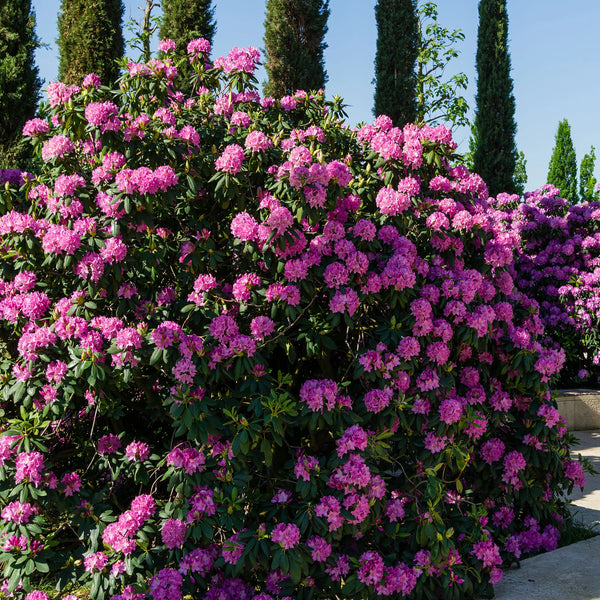 Rhododendron Roseum Elegans | 60-80 cm mit Wurzelballen