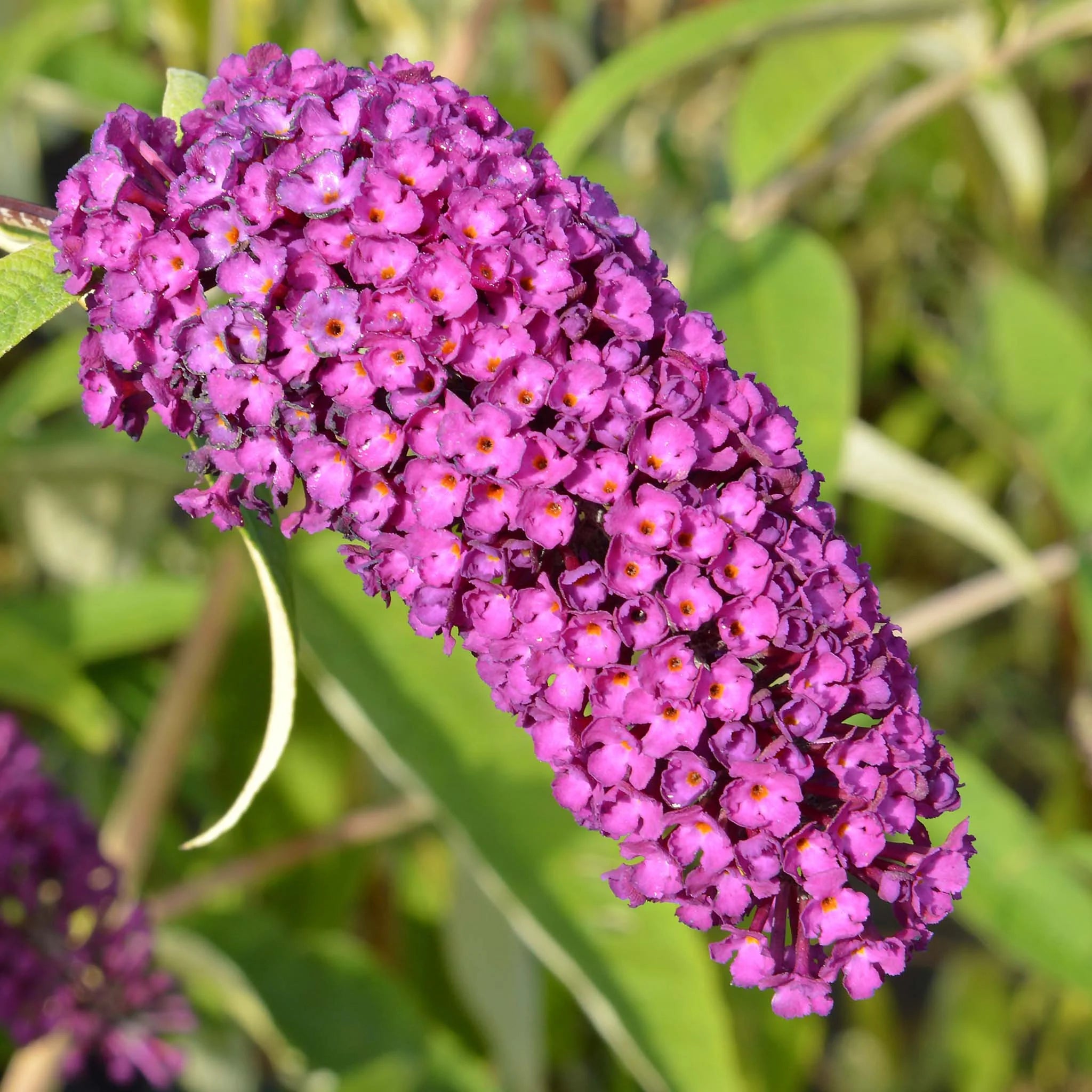 Buddleja Davidii 'Royal Red' – Lillà Estivo Profumato, Vaso 1,5 Litri, Fiori Rosso-Viola, Resistente All'Inverno
