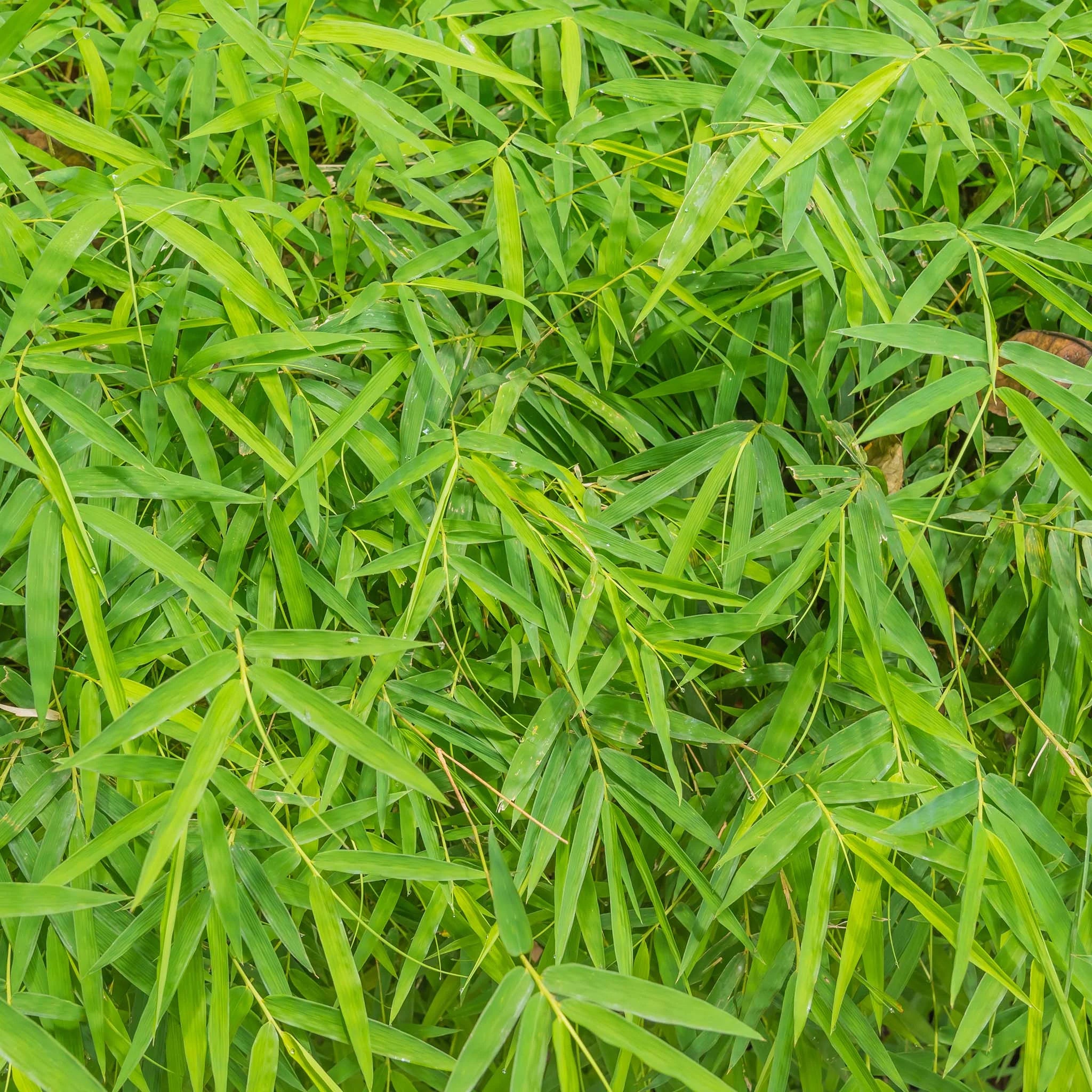toom bambus pflanze Bambus rufa (Fargesia rufa)