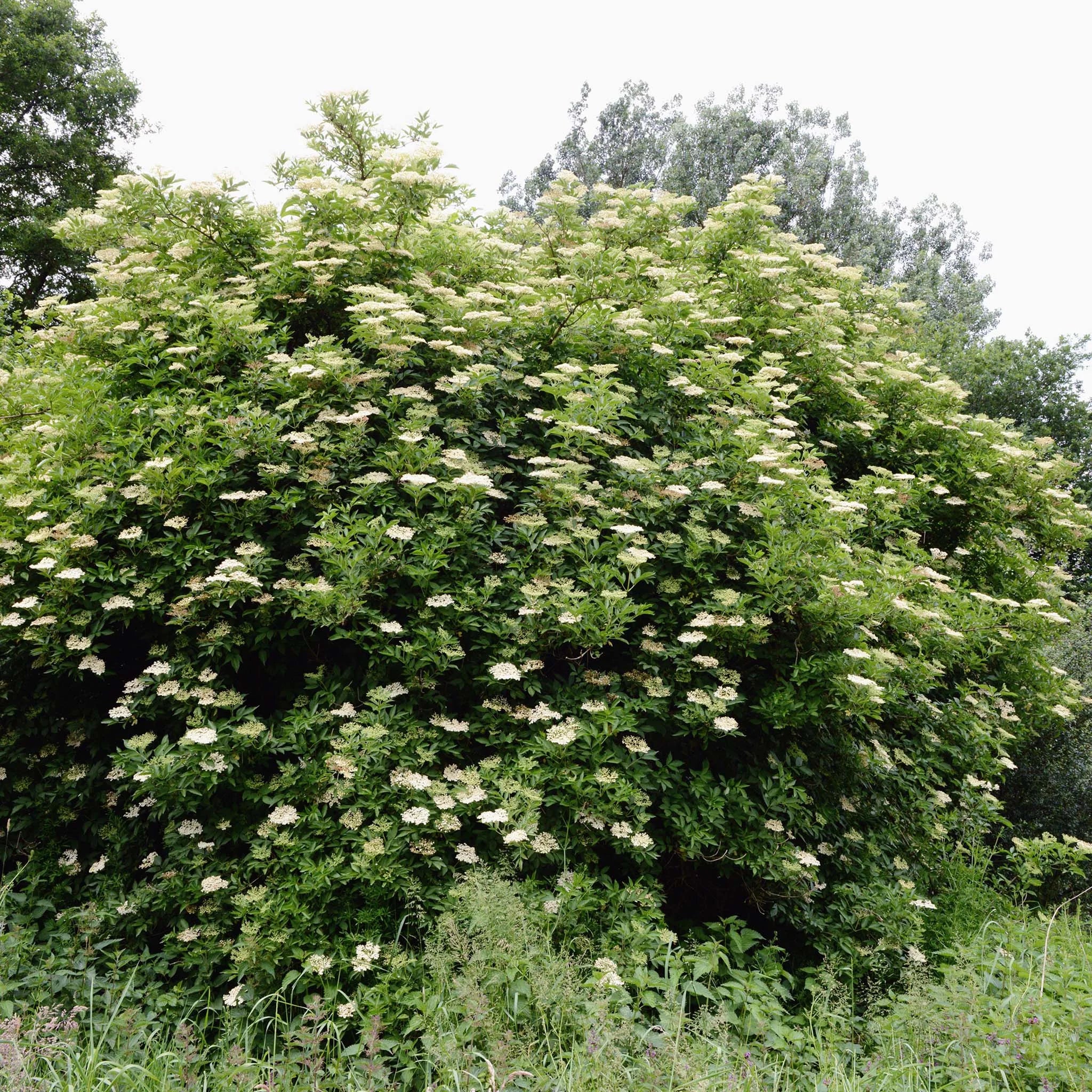 Hirsch Holunder Schwarzer Holunder (Sambucus nigra) | Garmundo.de