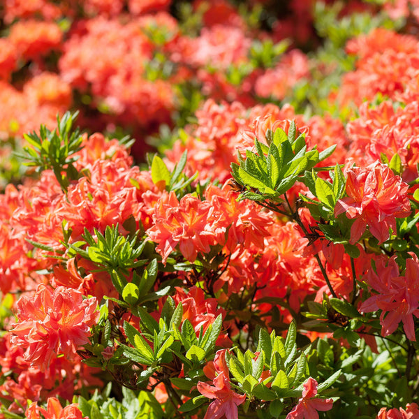 zwerg rhododendron orange Rhododendron Tortoiseshell Orange | 80-100 cm im Topf