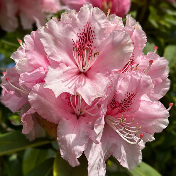 Rhododendron Virginia Richards | 30-40 cm im Topf
