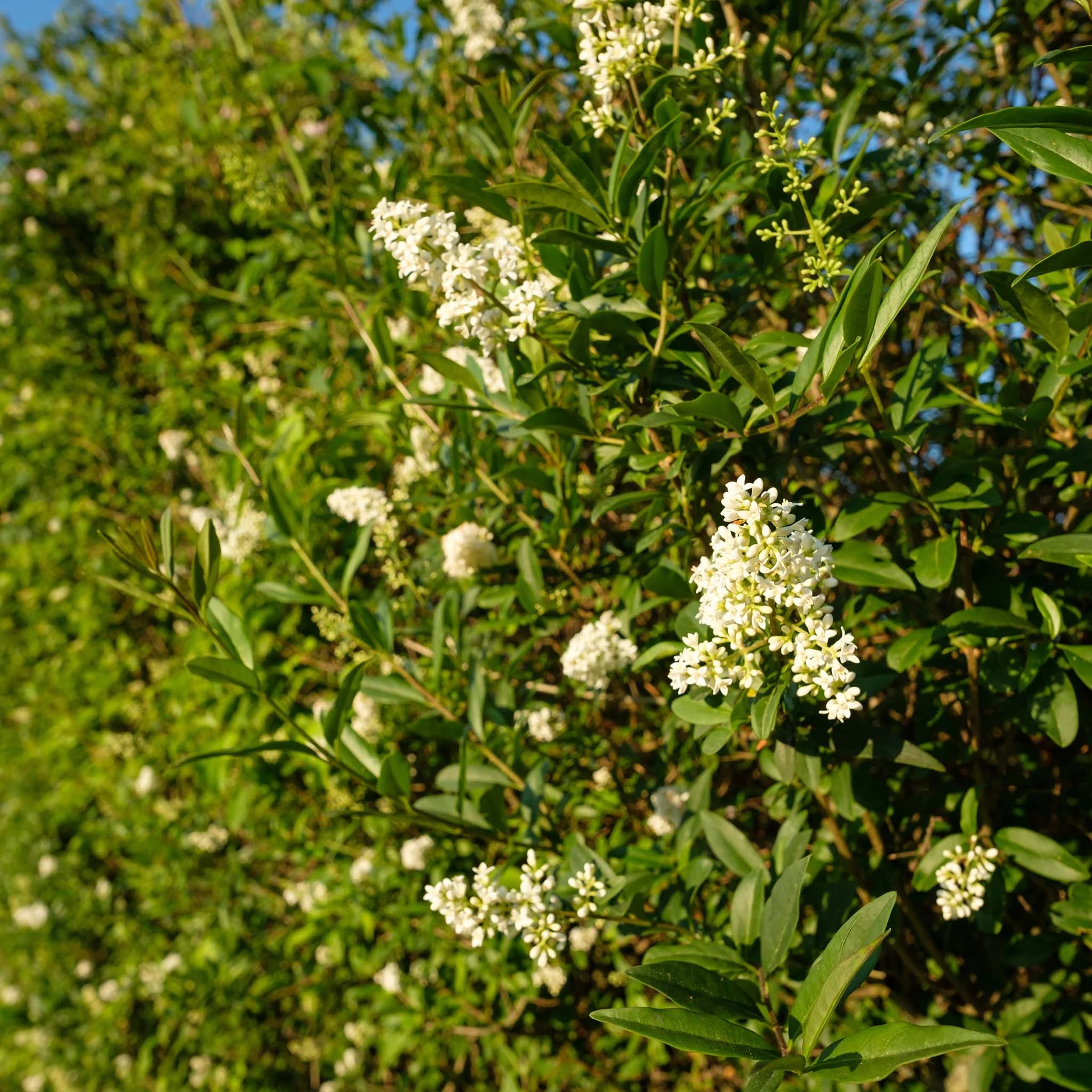 Gemeiner Liguster (Ligustrum vulgare) | 40-60 cm im Topf