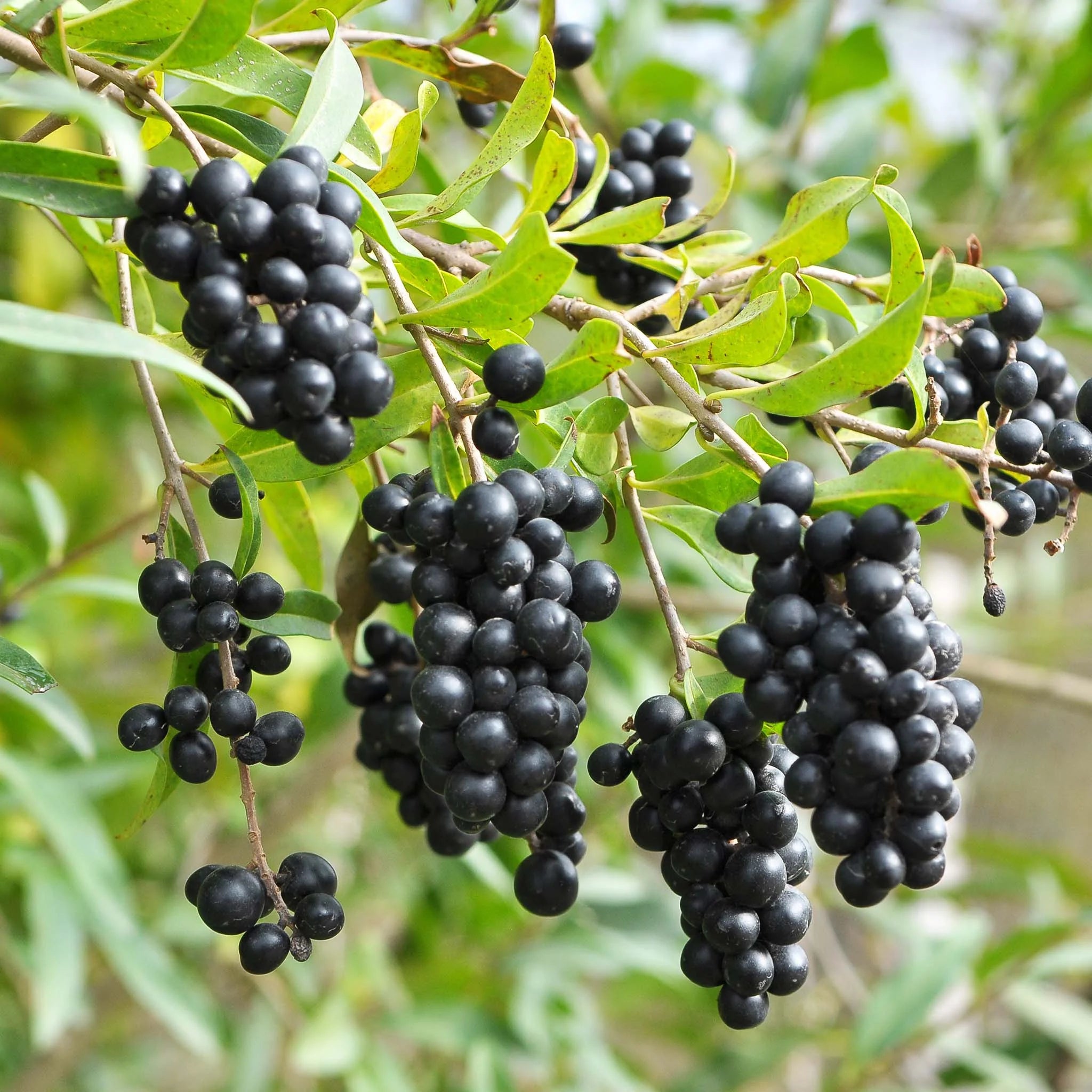 gemeiner liguster giftig Gemeiner Liguster (Ligustrum vulgare) | 40-60 cm im Topf