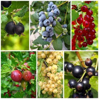 Gemischter Obstgarten Beeren Mix