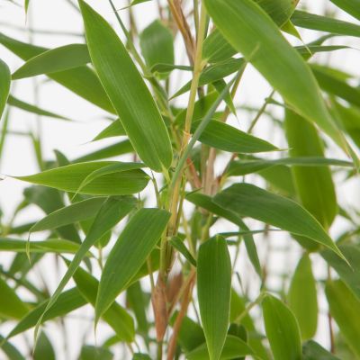 Bambus Fargesia 'Jumbo'