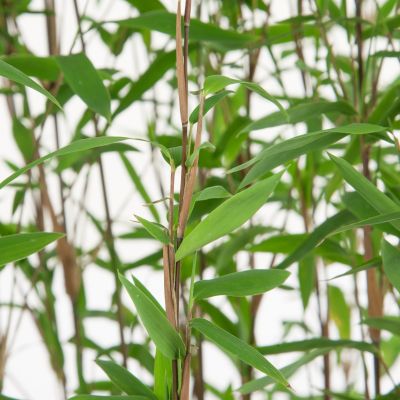 Bambus Fargesia Nitida (Fontänenbambus)