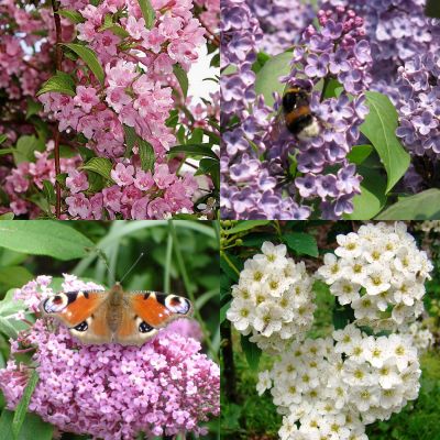 Hecke für Schmetterlinge und Bienen 