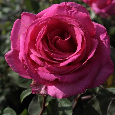 Großblumige Rose Parole ®