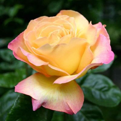 Die großblumige Rose Peace