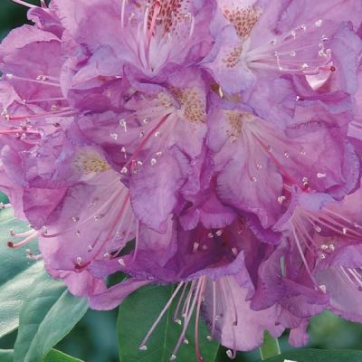 Rhododendron 'Catawbiense Grandiflorum'