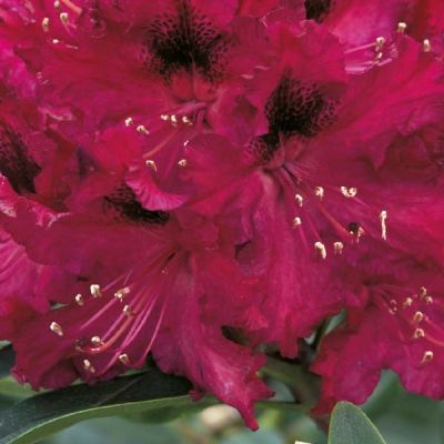 Rhododendron 'Marie Forte'