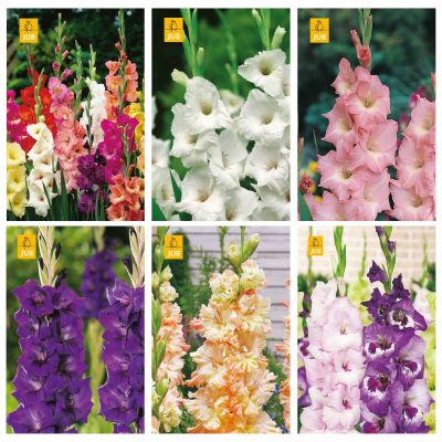 Blumenzwiebeln Paket Gladiolus