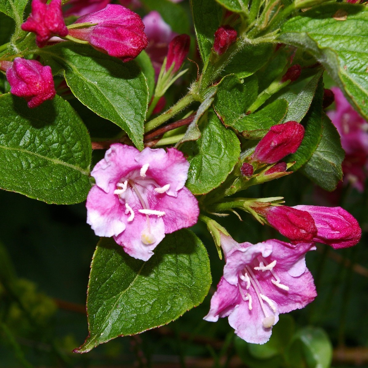 Weigelie 'Bristol Ruby' (Weigelia mit roten Blüten) | Garmundo